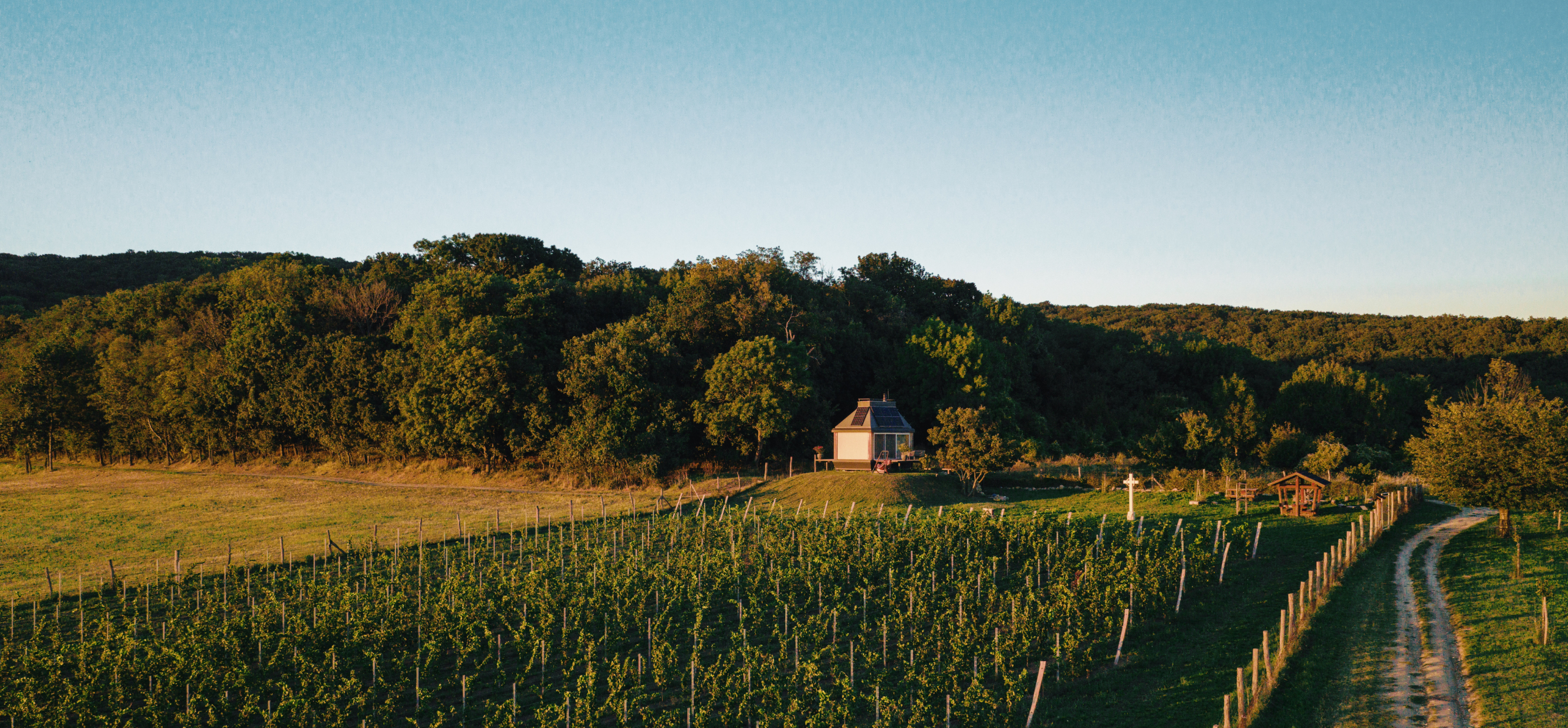 Winemaker working in vineyard