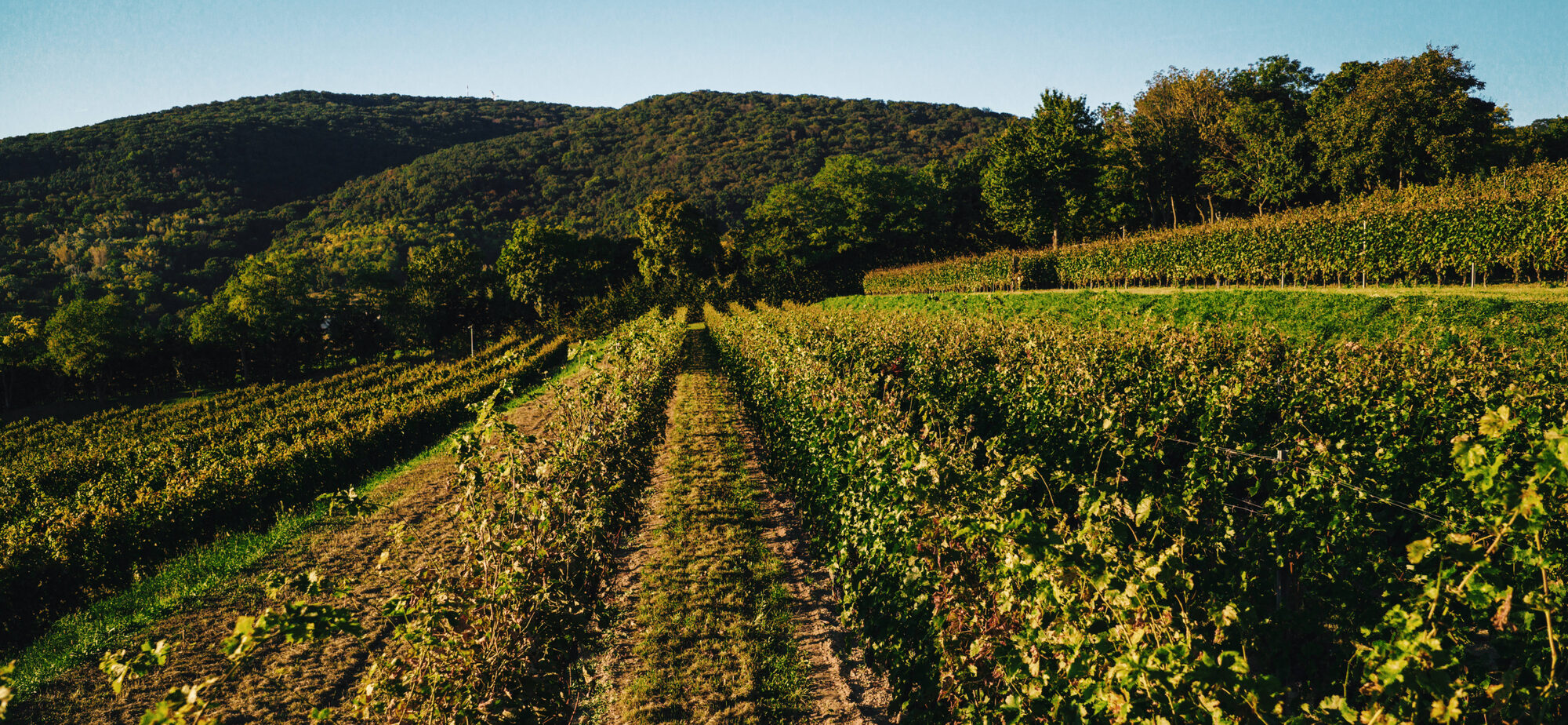 Vineyard landscape at Zlatý Roh