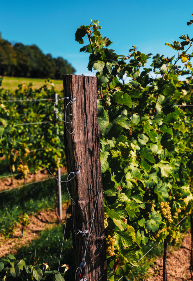 Vineyard at Zlatý Roh