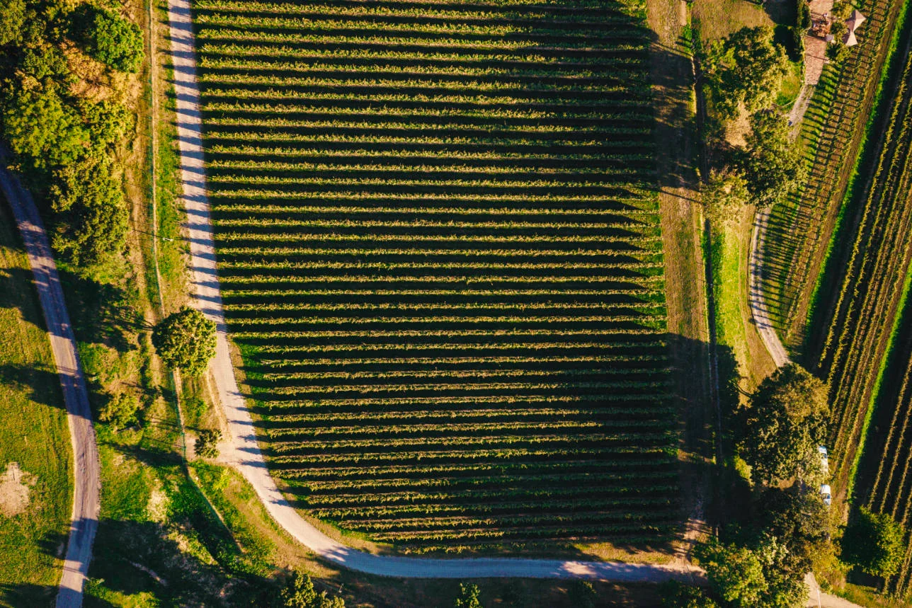 Der Weinberg Zlatý Roh in Devín
