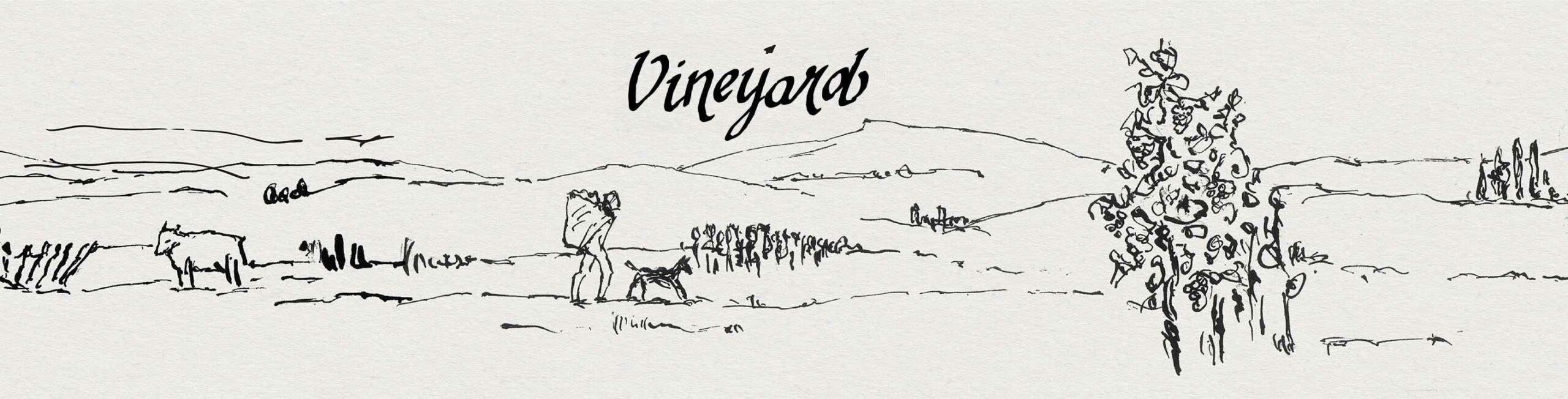 Vineyard