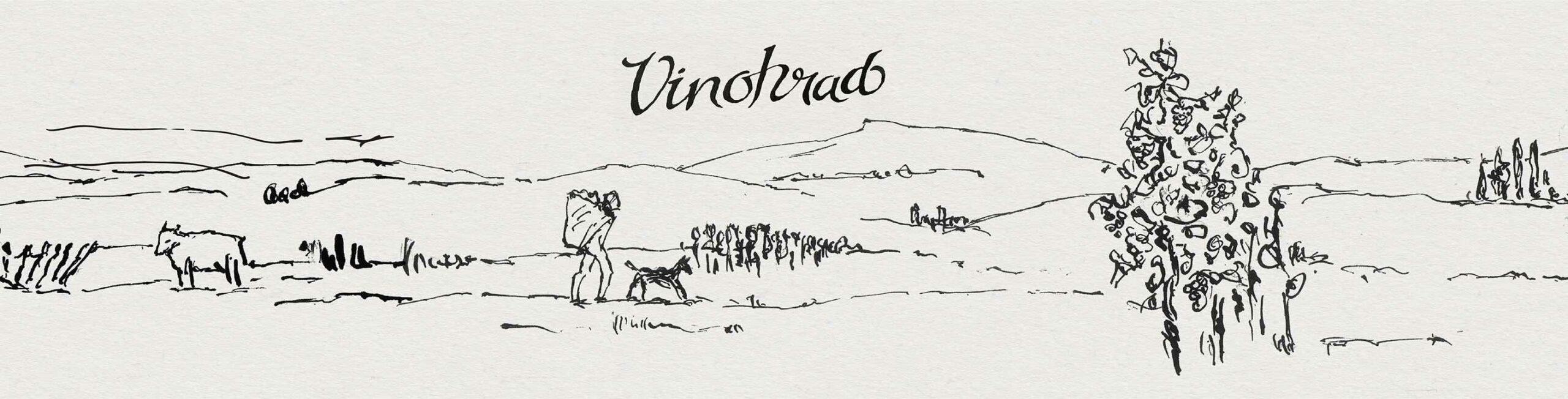 Vinohrad